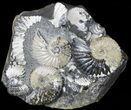 Iridescent Ammonite (Deschaesites) Cluster - Russia #50764-1